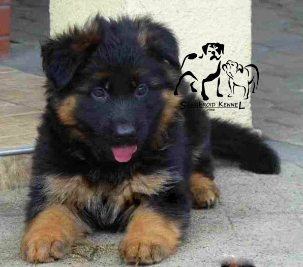 Image of GERMAN SHEPHERD posted on 2022-08-22 04:07:05 from Ahmedabad